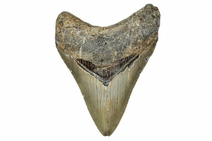 Serrated, Fossil Megalodon Tooth - North Carolina #340868